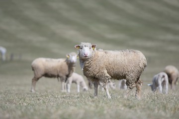 sheep with lamb on farm