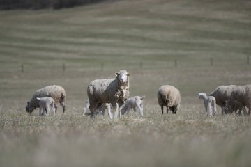 Obraz na płótnie Canvas sheep with lamb on farm