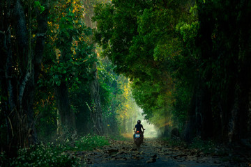 Obraz premium The beam of light in the path of the magic forest, .Motorbike movement The path in the mysterious forest That has only scary things.