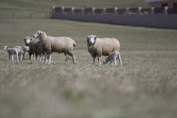Obraz na płótnie Canvas sheep with lamb on farm