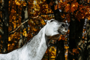 Portrait of white, grey horse stallion in autumn in yellow leaves. 