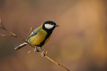 Beautiful great tit (Parus major)