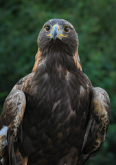 Golden Eagle closeup at raptor rehabilitation facility in Alabama.