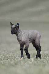sheep with lamb on farm