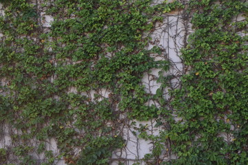 Green European ivy creeping on a grey wall in Berlin Germany