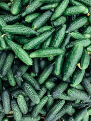 lots of green cucumber vegetables for eating background