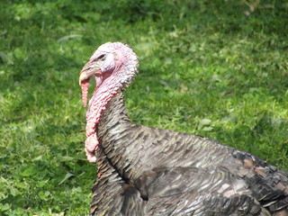 Turkey in the Grass
