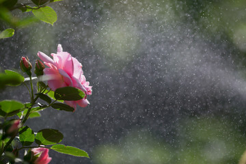 Card. Beautiful, delicate pink rose in the garden on a sunny day. Copy space for text.