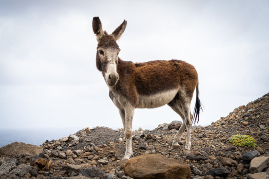 deer in the mountains, santo antao, cabo verde