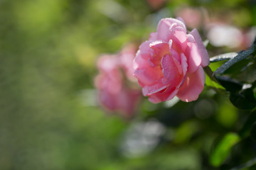 Card. Beautiful, delicate pink rose in the garden on a sunny day. Copy space for text.