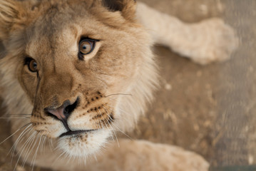 Fototapeta premium gros plan d'un jeune lion avec le regard joueur