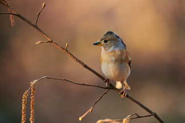 Female brambling (Fringilla montifringilla) in winter