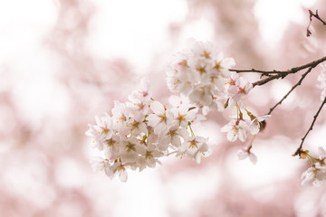 Bright pink and white cherry tree full blossom flowers blooming in spring time season near Easter, against blurred bokeh background
