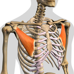 Pectoralis Minor Muscles Isolated in Anterior View Anatomy on White Background - 335928879
