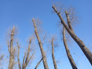 Trees with cut branches, early spring time