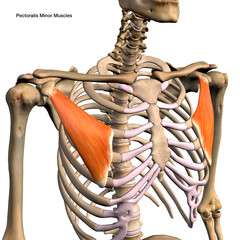 Pectoralis Minor Muscles Isolated in Anterior View Labeled Anatomy on White Background - 335929032