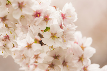Bright pink and white cherry tree full blossom flowers blooming in spring time season near Easter, against blurred bokeh background