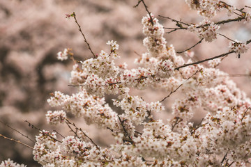 Bright pink and white cherry tree full blossom flowers blooming in spring time season near Easter, against blurred bokeh background