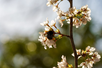 Bumblebee on flowers blossom spring scene with blurred background, shallow depth of field, selective focus.