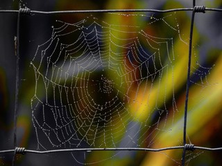 telaraña