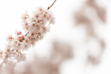 Bright pink and white cherry tree full blossom flowers blooming in spring time season near Easter, against blurred bokeh background