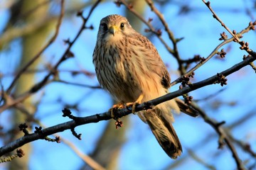 kestrel