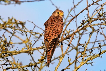 kestrel