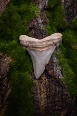 fossil shark teeth in nature