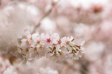 Bright pink and white cherry tree full blossom flowers blooming in spring time season near Easter, against blurred bokeh background