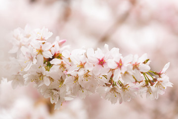 Bright pink and white cherry tree full blossom flowers blooming in spring time season near Easter, against blurred bokeh background