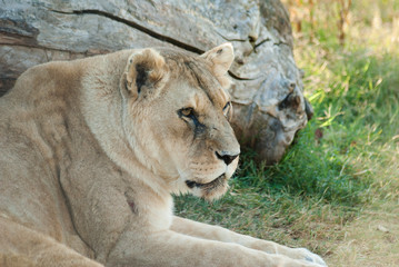 Lionne se reposant dans l'herbe