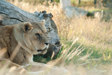 Lionne se reposant dans l'herbe