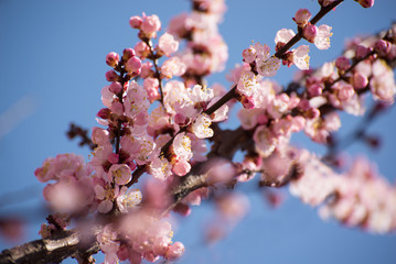 Apricot blooming in the garden. Beautiful spring seasonal background good for greeting card, wedding invitation, web.