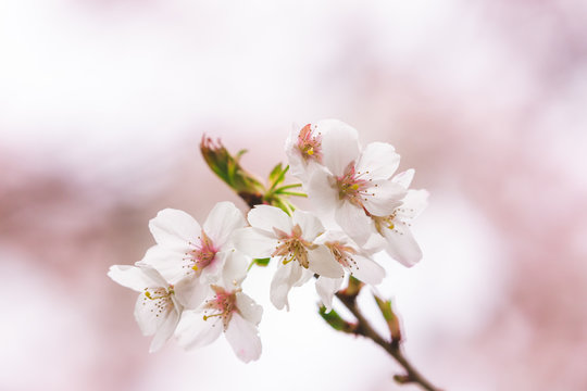 Bright pink and white cherry tree full blossom flowers blooming in spring time season near Easter, against blurred bokeh background