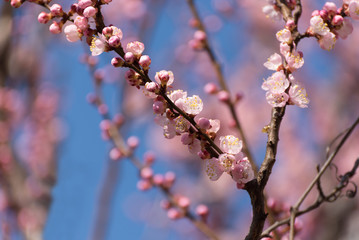 Apricot blooming in the garden. Beautiful spring seasonal background good for greeting card, wedding invitation, web.