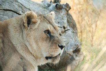 Lionne se reposant dans l'herbe