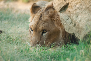 Fototapeta na wymiar Gros plan d'une lion avec une belle crinière en été avec un beau regard calme derrière un rocher 