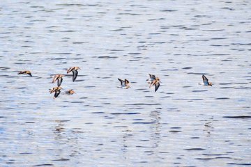 Least sandpipers (Calidris minutilla) birds flying over the waters of San Francisco Bay, Palo Alto,...