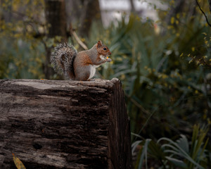 Squirrel eating on log