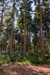 nature/forrest in Arnhem Netherlands