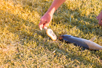 Catch. A man weighs in the scales caught fish at the lake.