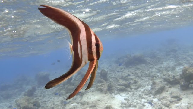 Juvenile longfin batfish swimming in the sea. Indian ocean, Maldives. 4K