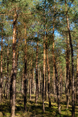 nature/forrest in Arnhem Netherlands