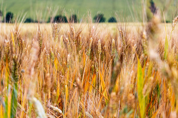 Selective focus of wheat ears in a May cornfield, natural agricultural background, in Province of Macerata, Marche Region, Italy © Stanislava