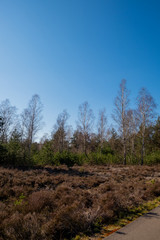 nature/forrest in Arnhem Netherlands