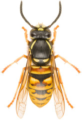 Vespula rufa, known as the red wasp isolated on white background. Dorsal view of red wasp.