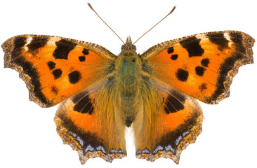Nymphalis xanthomelas butterfly, the scarce tortoiseshell, or yellow-legged tortoiseshell is a...