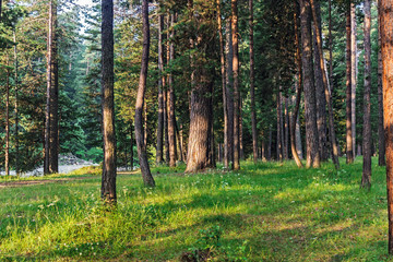 beautiful pine forest in the early morning