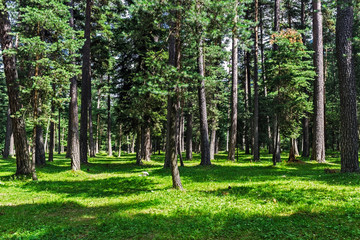Obraz premium beautiful pine forest on a sunny day