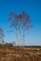 nature/forrest in Arnhem Netherlands